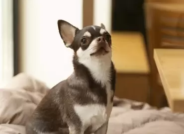 Ultimate Guide to Dog Bedding in India