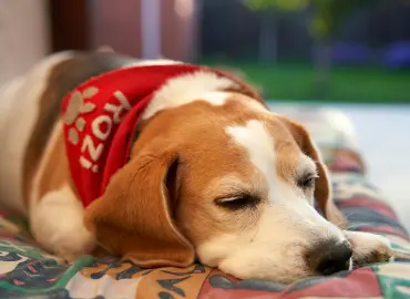 How to Choose the Perfect Dog Mattress (Complete Buying Guide)